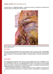 Medikal Estetik Pratik Yaklaşımlar