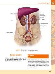 İnsan Anatomisine Giriş Görsellerle Zenginleştirilmiş SHMYO ve SYO için 3.Baskı
