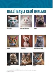 Kedilerin Temel Davranışları ve Sık Görülen Sorunlar