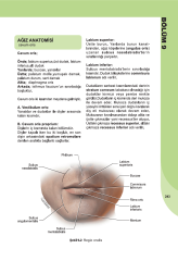 İnsan Anatomisi ve Fizyolojisine Giriş