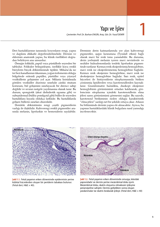 Andrews Dermatoloji Atlası ÖN SİPARİŞ