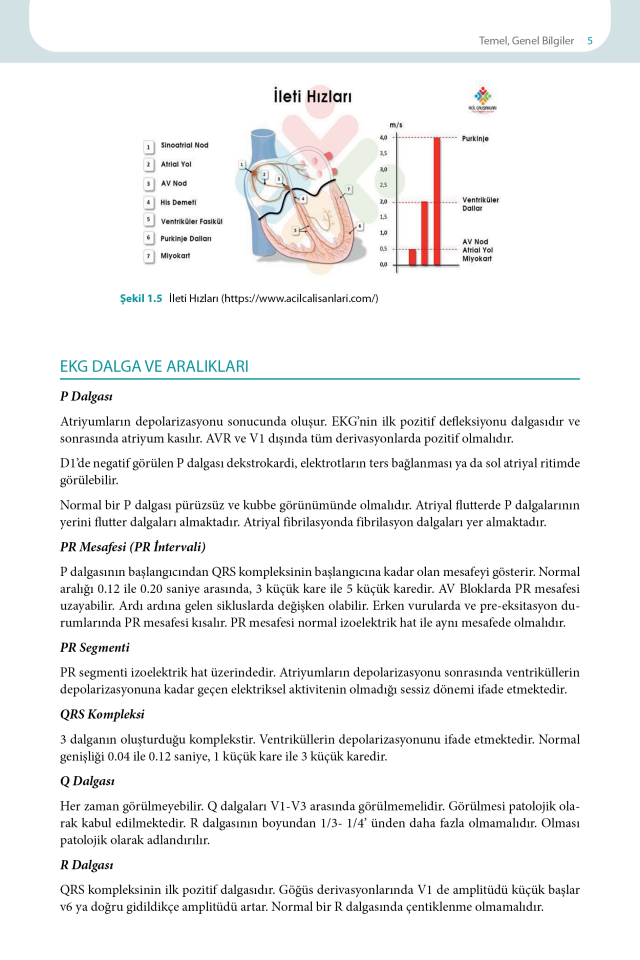 EKG Yorumlama Rehberi