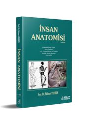 İnsan Anatomisi